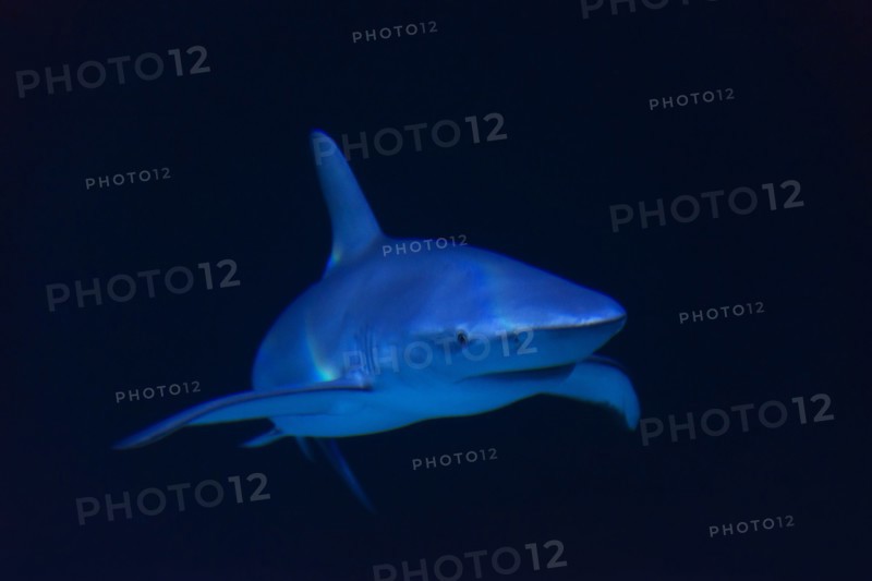 Underwater view of shark in sea.