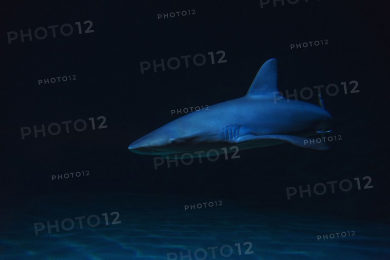 Underwater view of shark in sea.