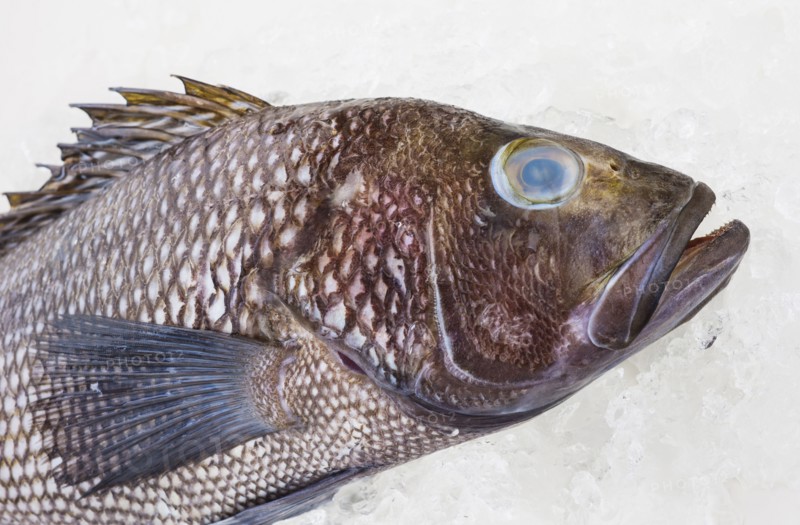 Bass fish, studio shot.