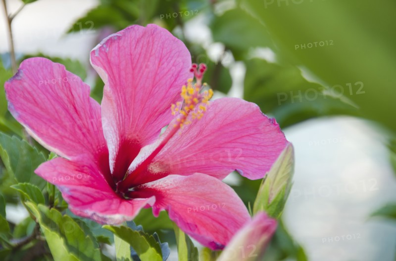 Close-up of pink hibiscus. Photo: Jamie Grill