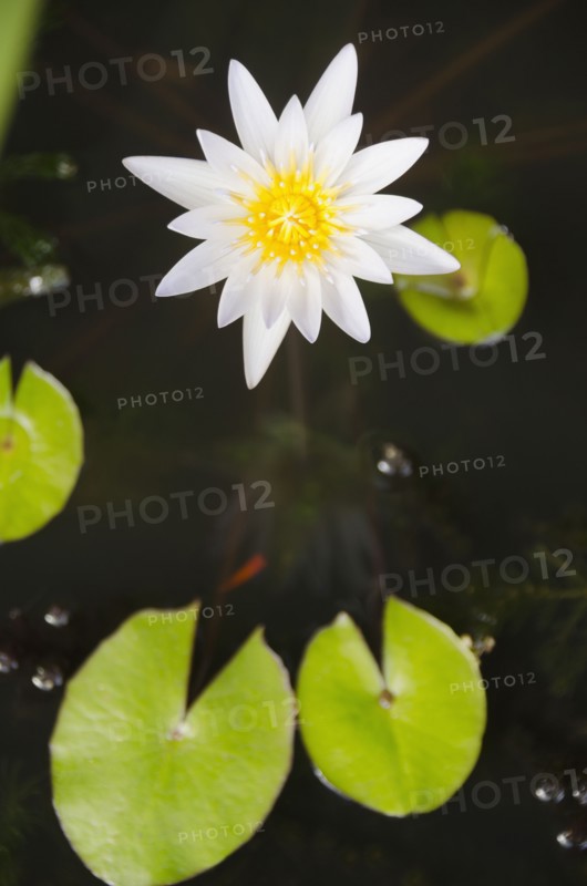 Water lily. Photo: Jamie Grill