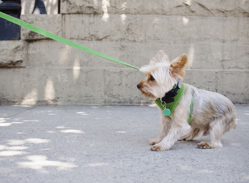 Yorkshire terrier pulling its leash. Photo: Jamie Grill