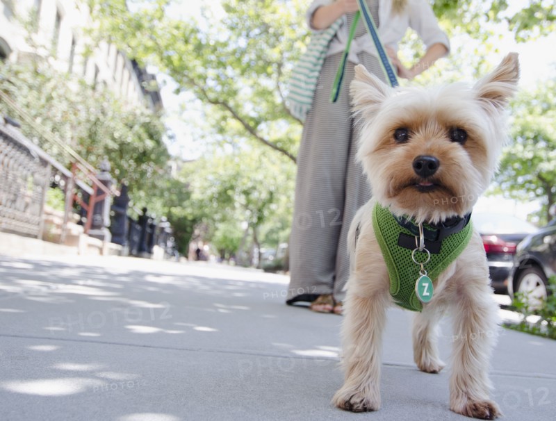 Woman walking with Yorkshire terrier. Photo : Jamie Grill