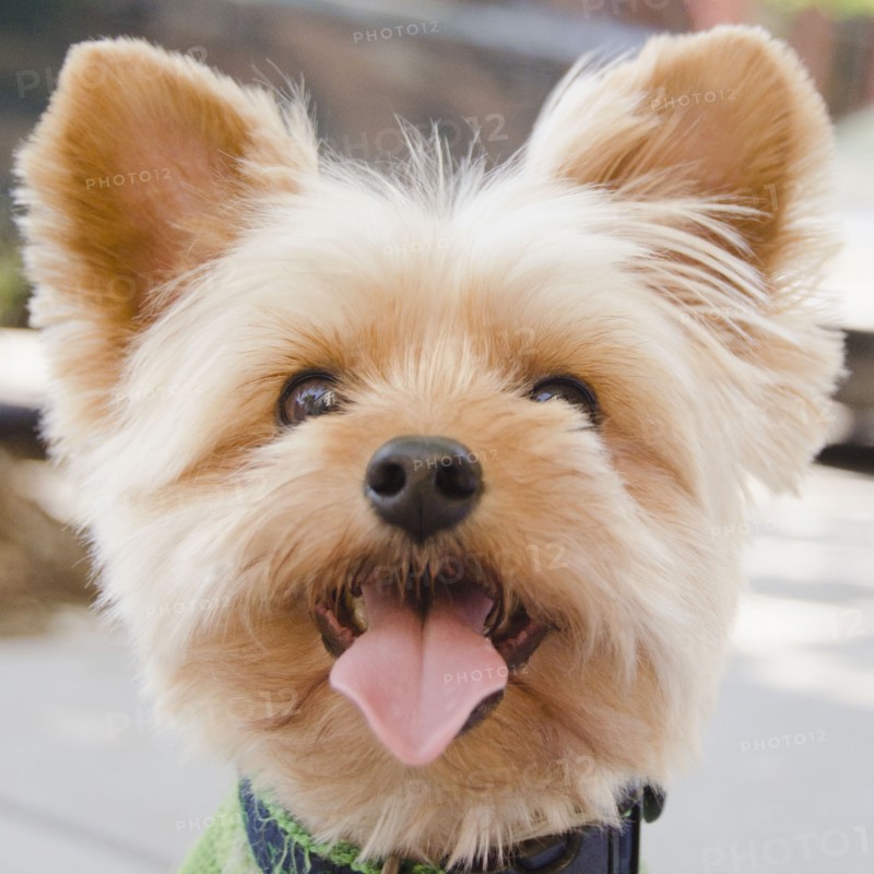 Portrait of Yorkshire terrier. Photo: Jamie Grill