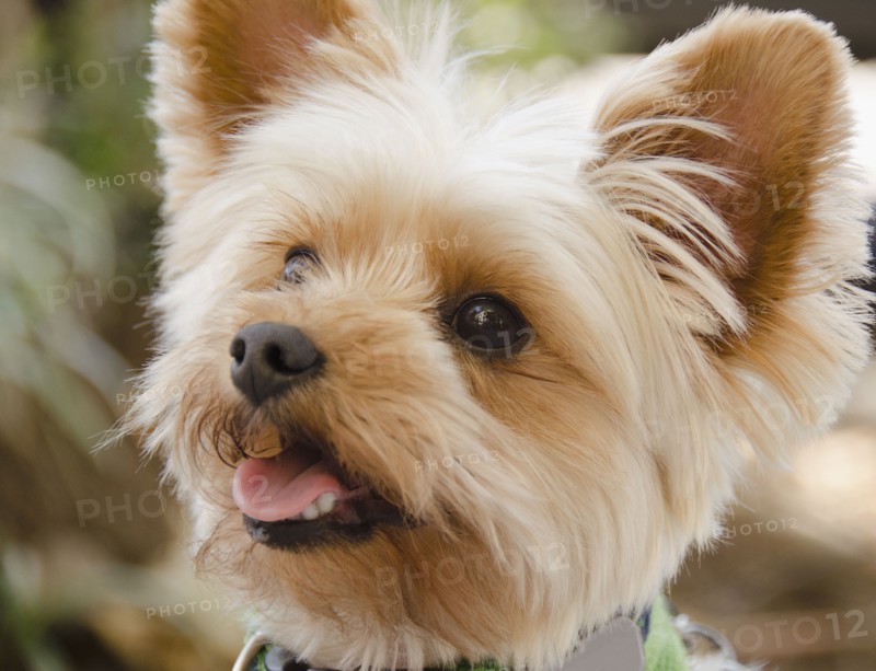 Portrait of Yorkshire terrier. Photo: Jamie Grill