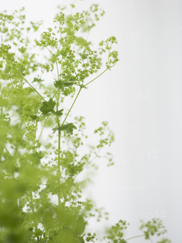 Studio shot of green plants. Photo : Jamie Grill