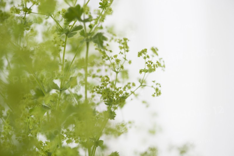 Studio shot of green plants. Photo : Jamie Grill