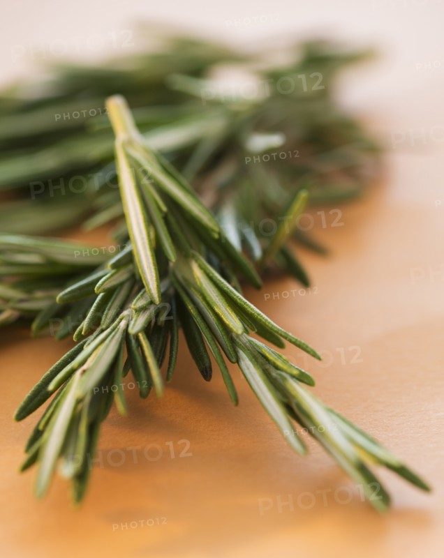 Studio shot of rosemary. Photo : Daniel Grill