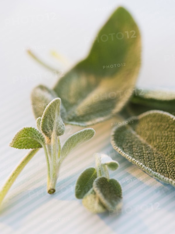 Studio shot of sage. Photo: Daniel Grill