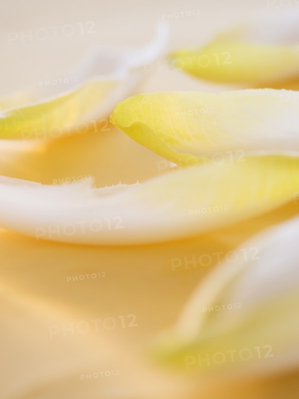 Studio Shot of chicory leaves. Photo : Daniel Grill