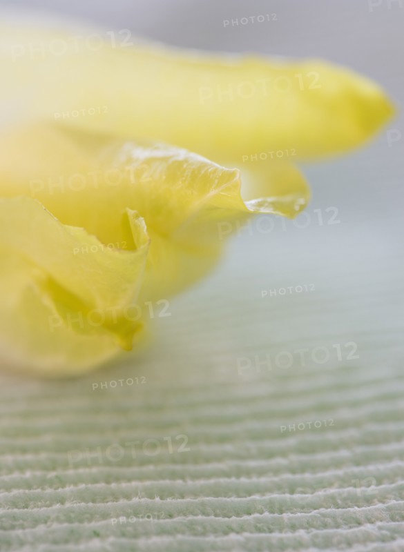 Studio Shot of chicory leaves. Photo : Daniel Grill