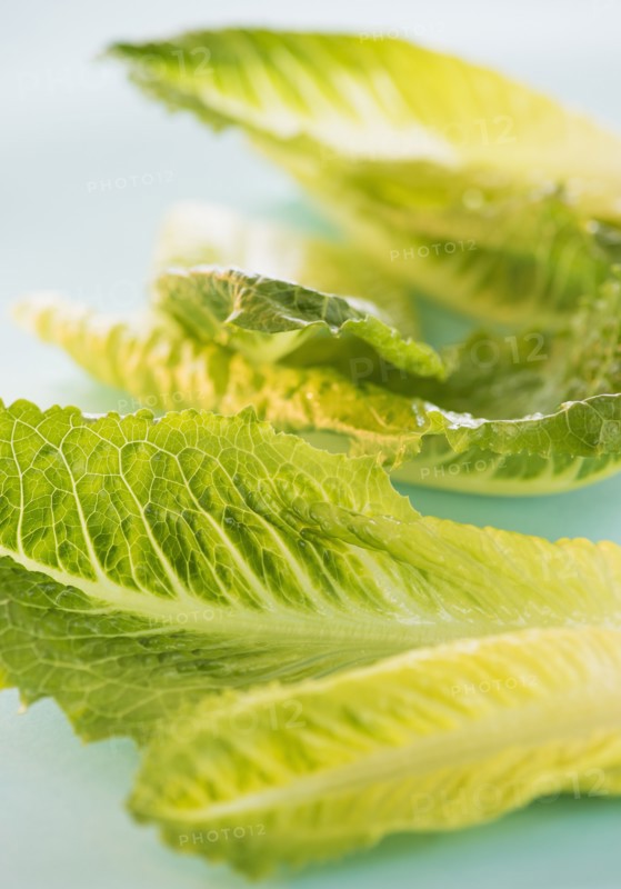 Romaine Lettuce leaves, studio shot . Photo: Daniel Grill