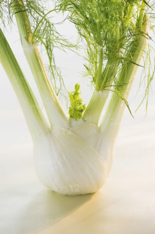 Studio Shot of fennel. Photo: Daniel Grill