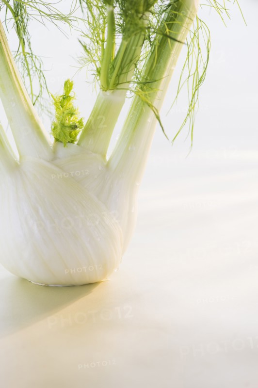 Studio Shot of fennel. Photo: Daniel Grill