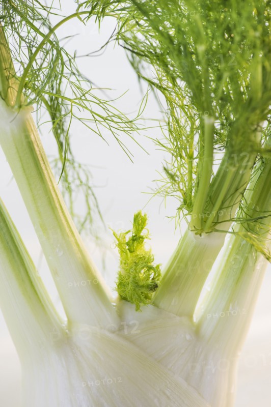 Studio Shot of fennel. Photo : Daniel Grill
