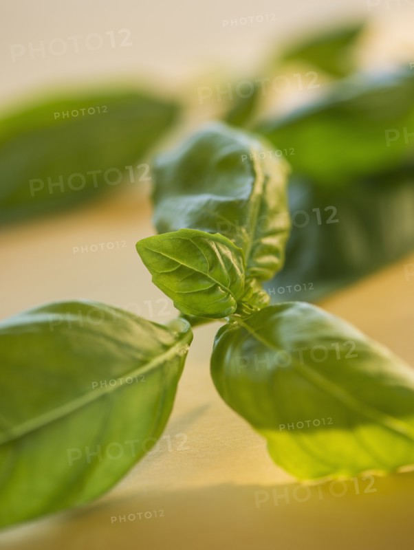 Studio Shot of basil. Photo : Daniel Grill
