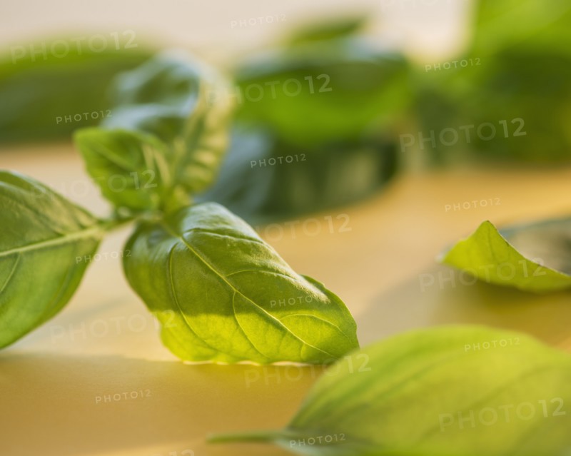 Studio Shot of basil. Photo: Daniel Grill