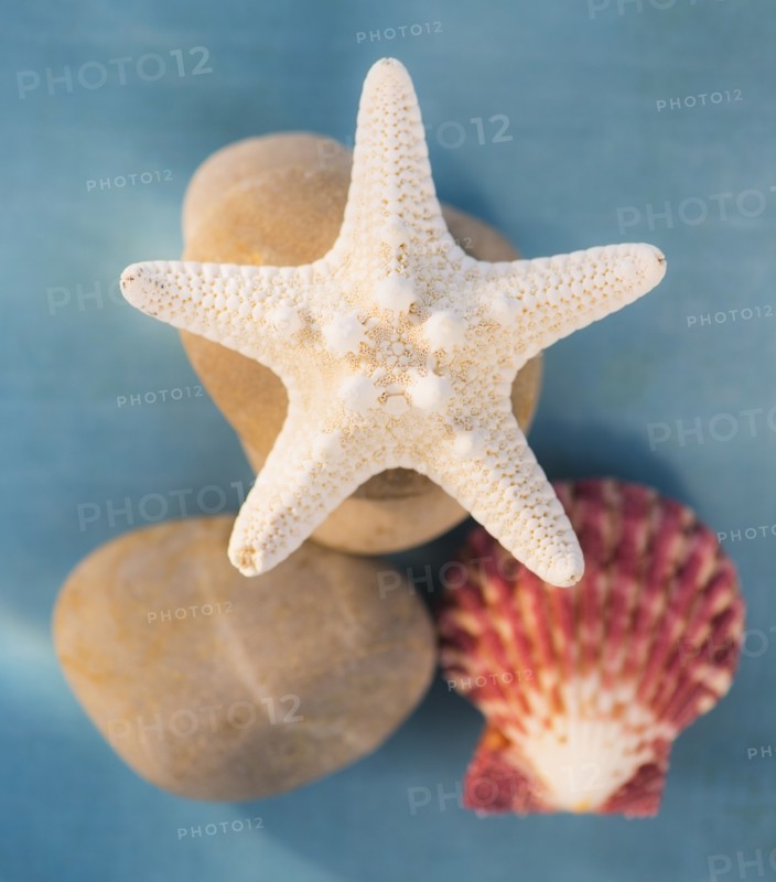 Composition of dry starfish, sea shell and pebble on blue background. Photo: Daniel Grill