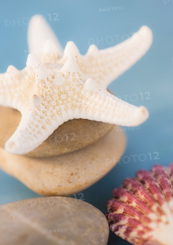 Composition of dry starfish, sea shell and pebble on blue background. Photo: Daniel Grill