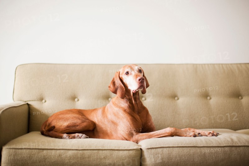 Dog on couch. Photo: Jessica Peterson