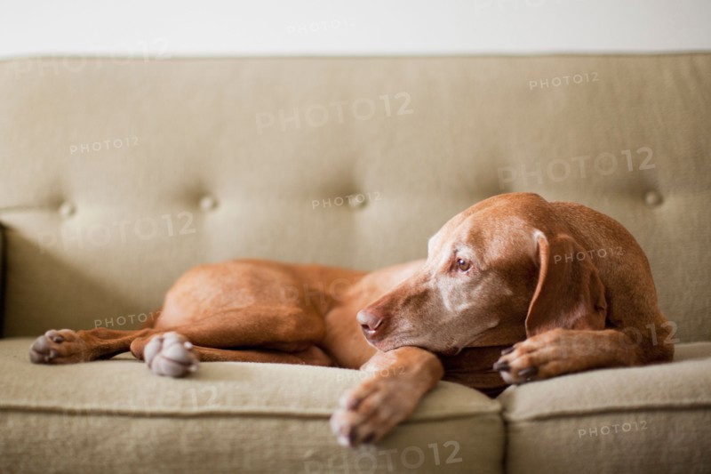 Dog on couch. Photo : Jessica Peterson