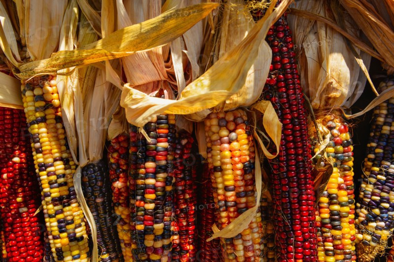 Seasonal indian corn.