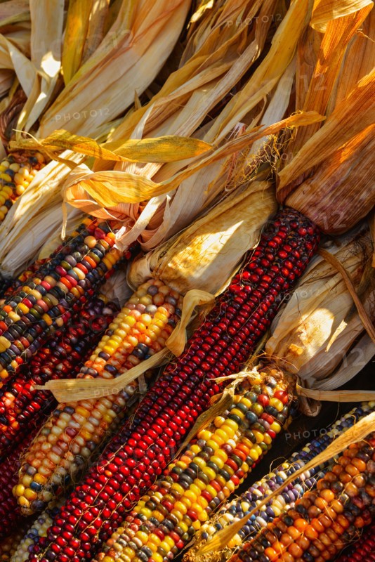 Seasonal indian corn.