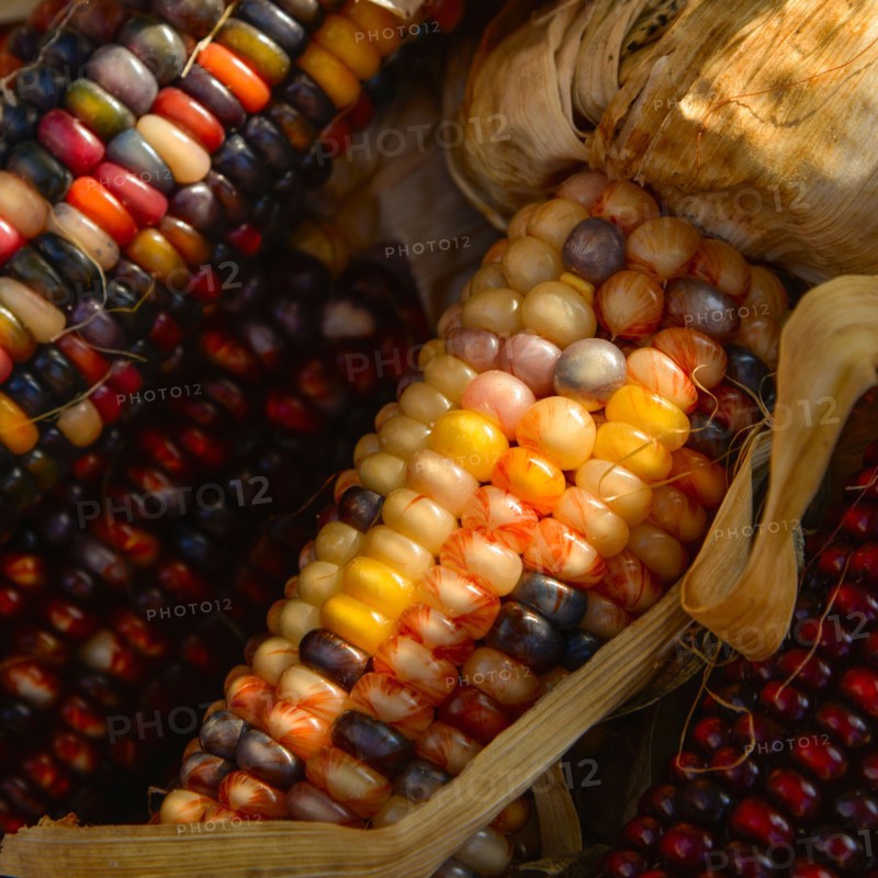 Seasonal indian corn.