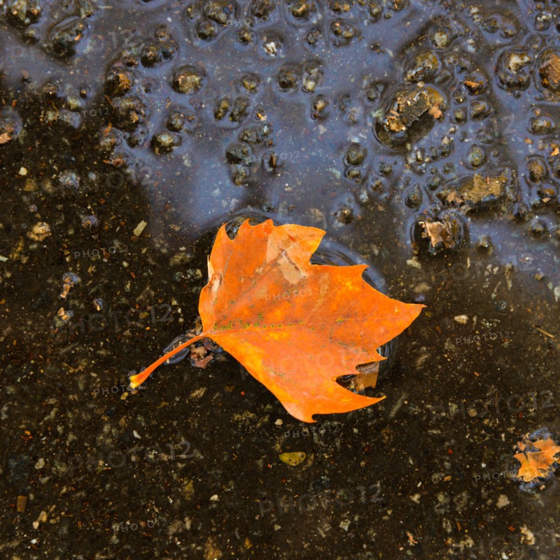 Fallen leaf in puddle.