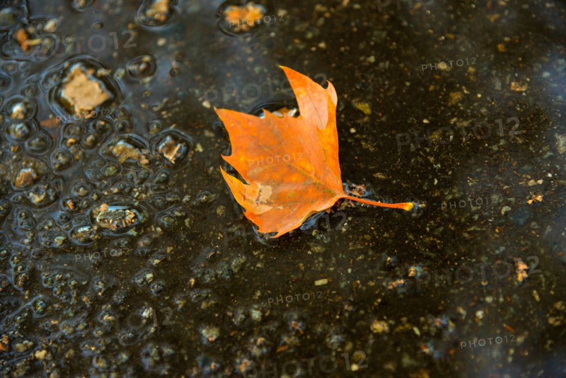 Fallen leaf in puddle.