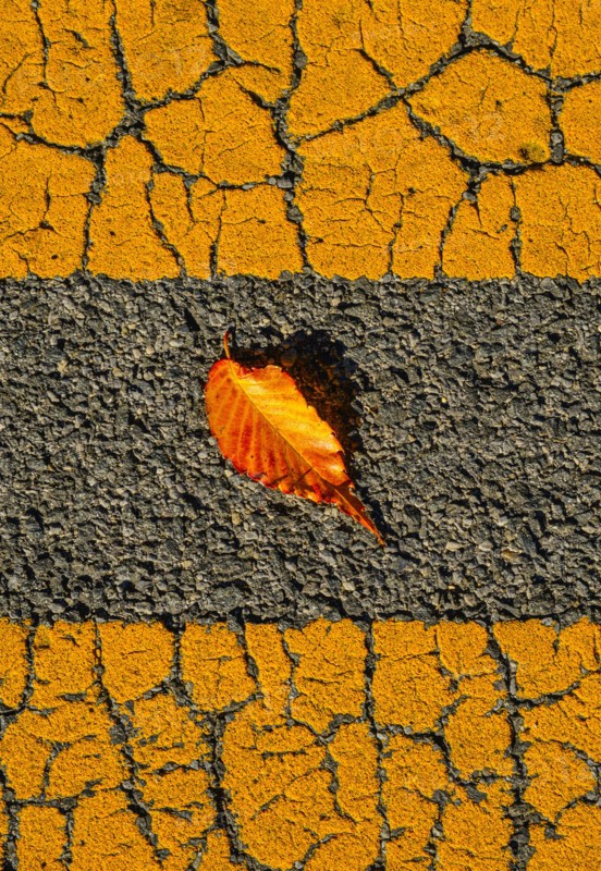Fallen leaf on asphalt.