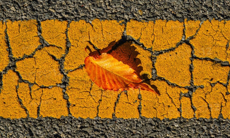 Fallen leaf on asphalt.