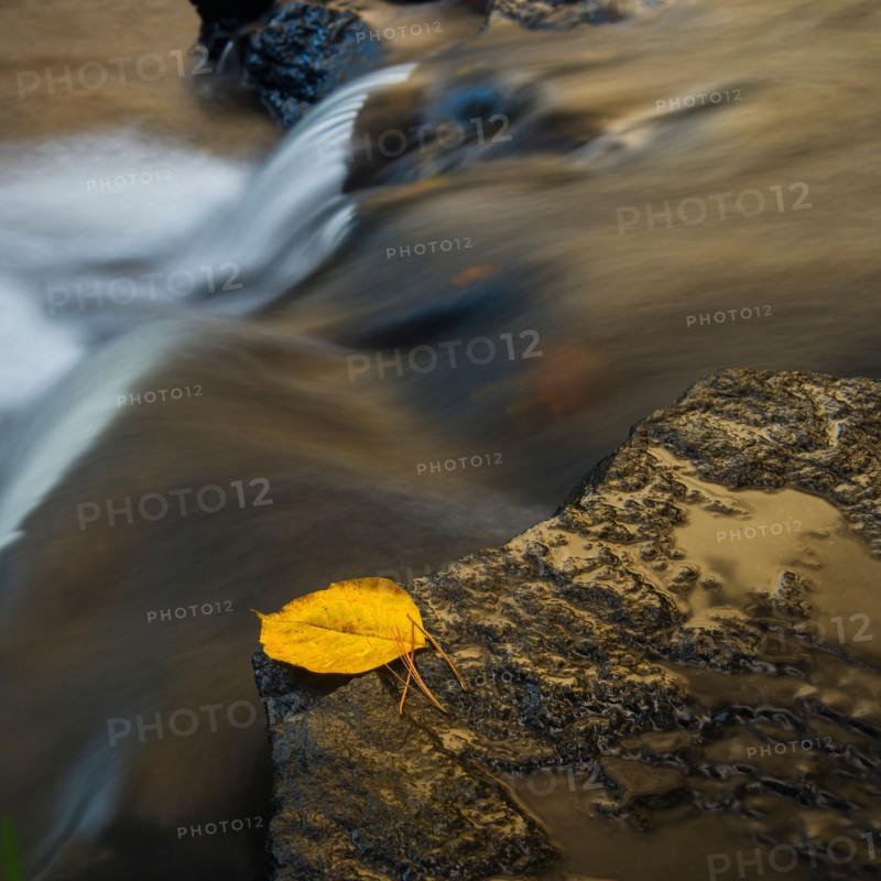 Leaf on edge of waterfall. Valdese, North Carolina.