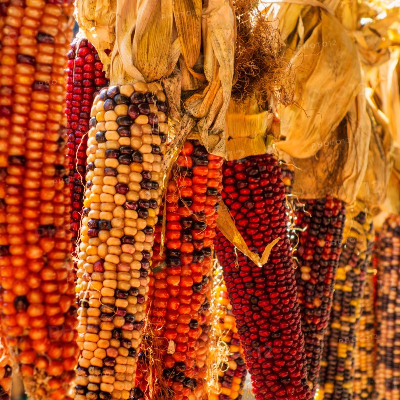 Seasonal indian corn.