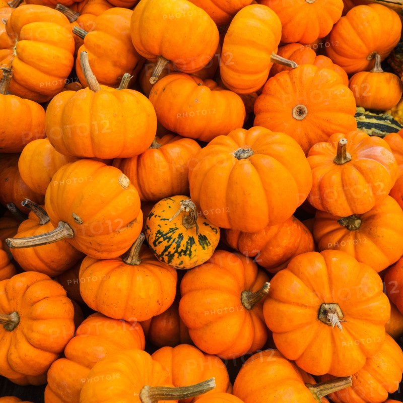 Heap of pumpkins.