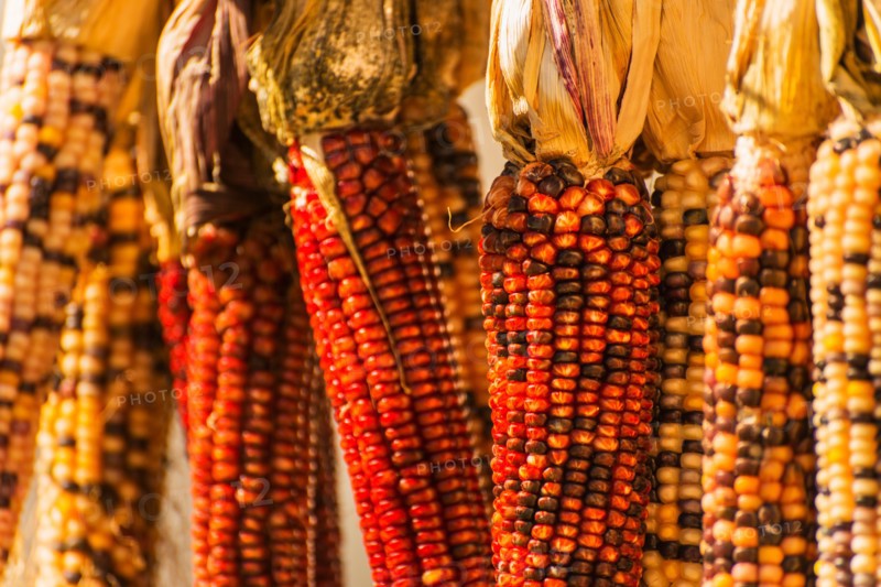 Seasonal indian corn.
