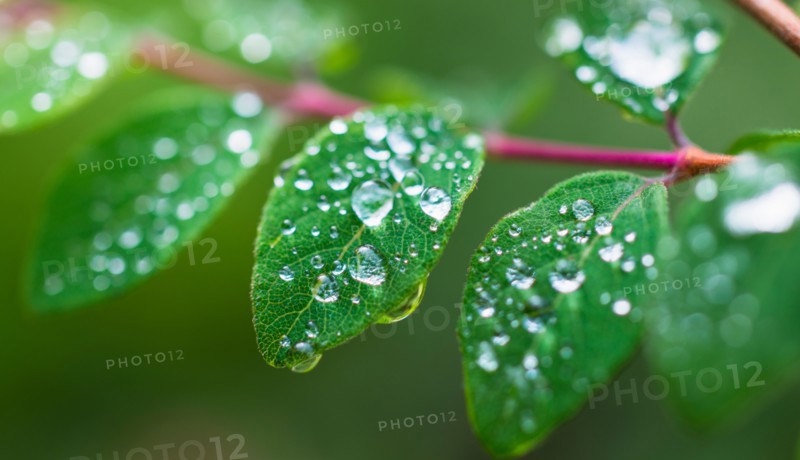 Wet leaves.