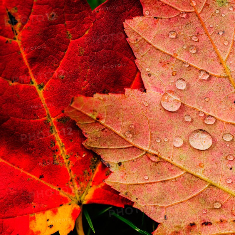 Wet autumn leaves.