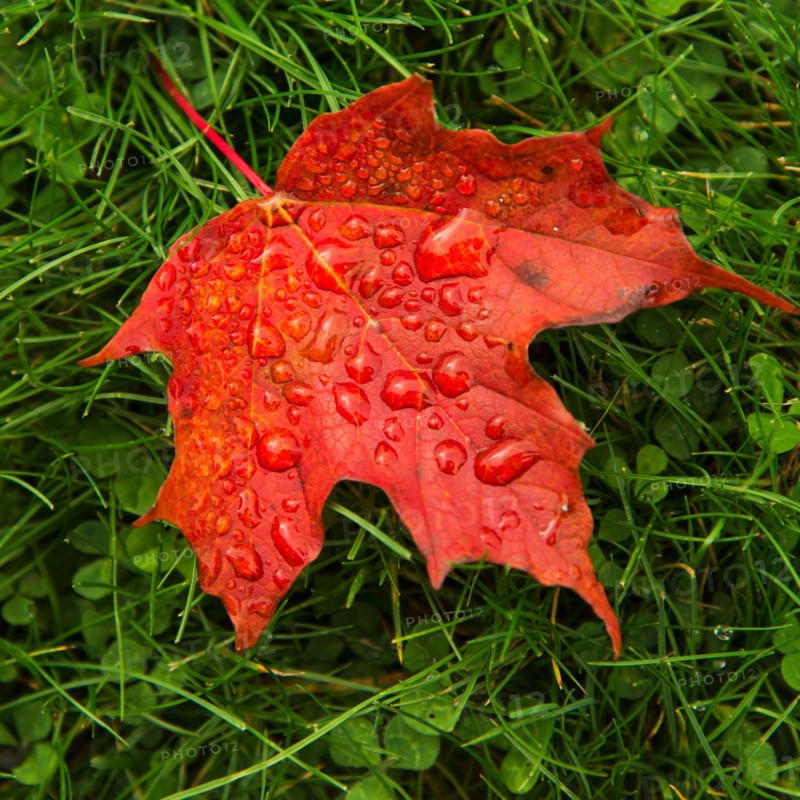 Wet autumn leaf on grass.