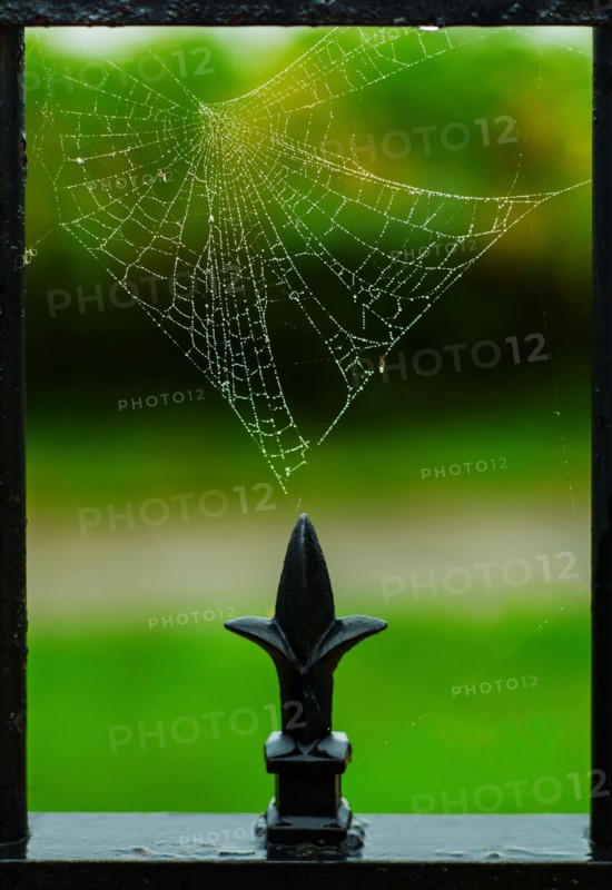Spider web and part of fence. Portland, Maine.