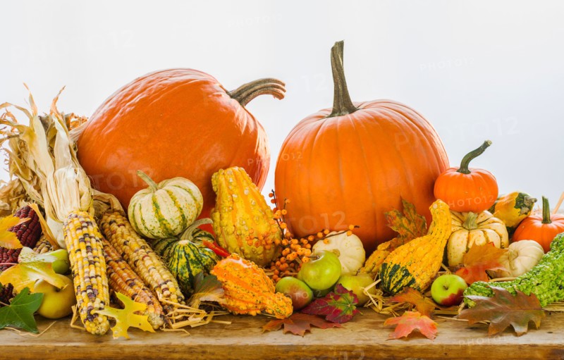 Still life with pumpkins, apples and corn.
