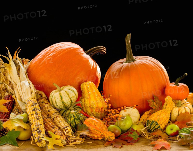 Still life with pumpkins, apples and corn.