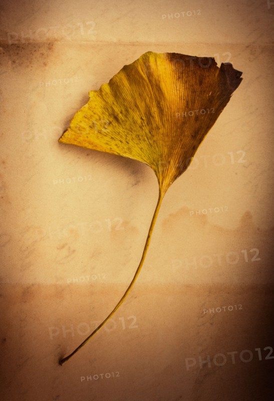 Dry ginkgo leaf.