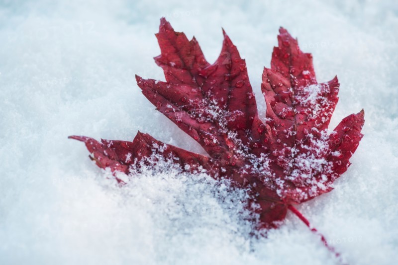 Studio shot of red maple leaf on artificial snow