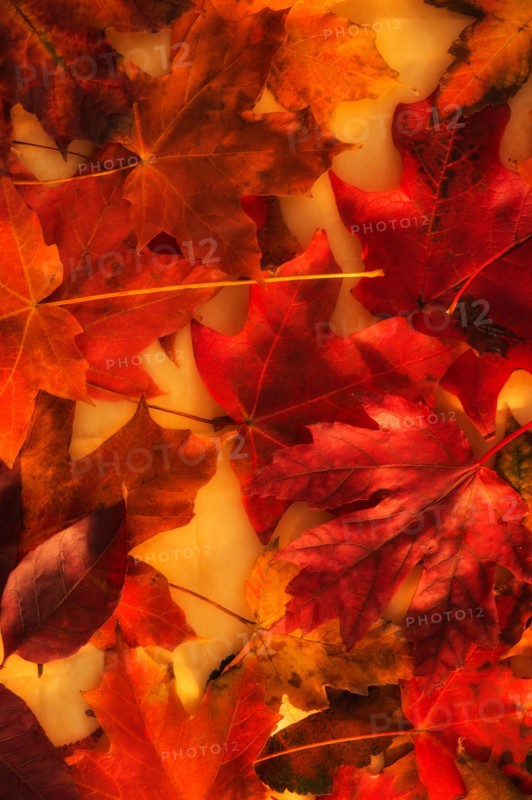 Close up of colorful leaves