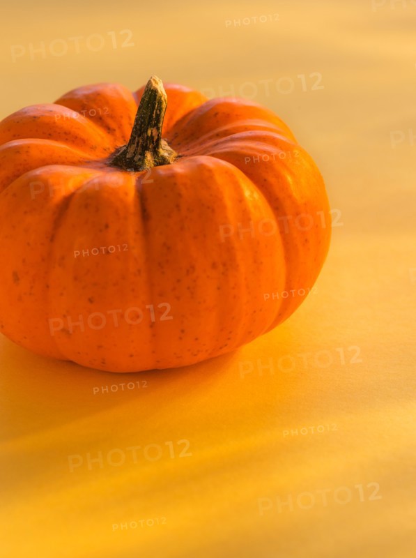 Close up of small pumpkin
