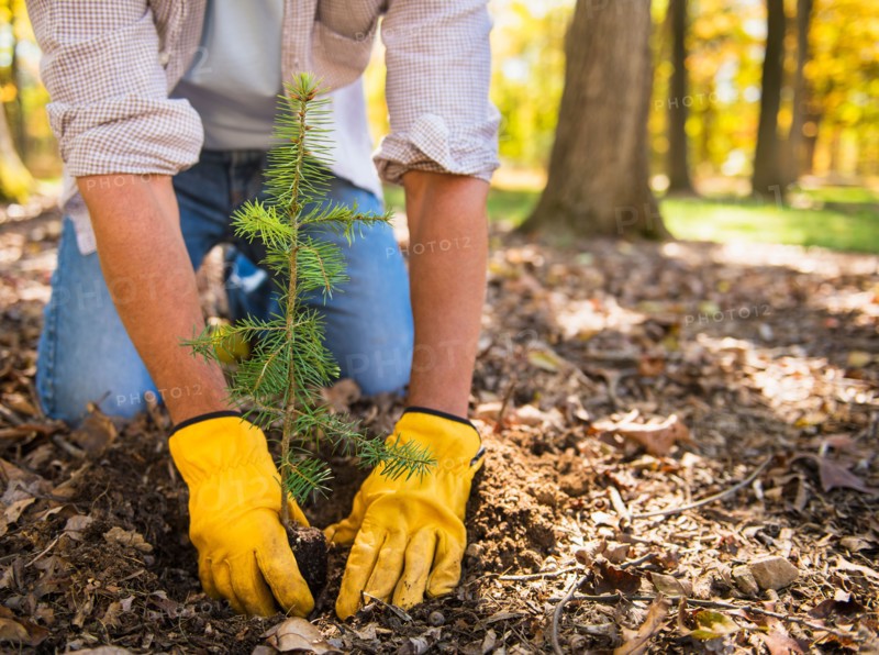 Man planting evergreen tree