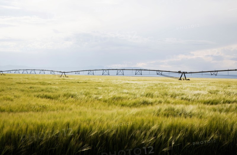 Barley field