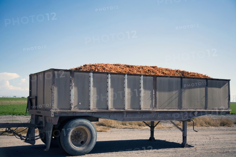 Trailer filled with carrots