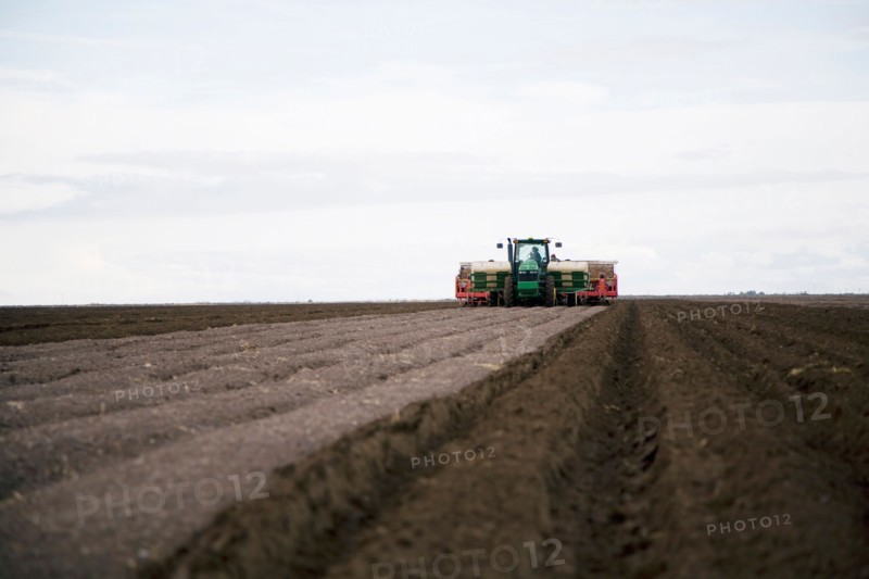 Planting potato seed